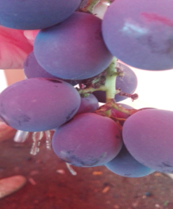 塗  蠟  増  霜–江蘇宿縣宿豫區在紅提葡萄和夏黑葡萄使用效果照。